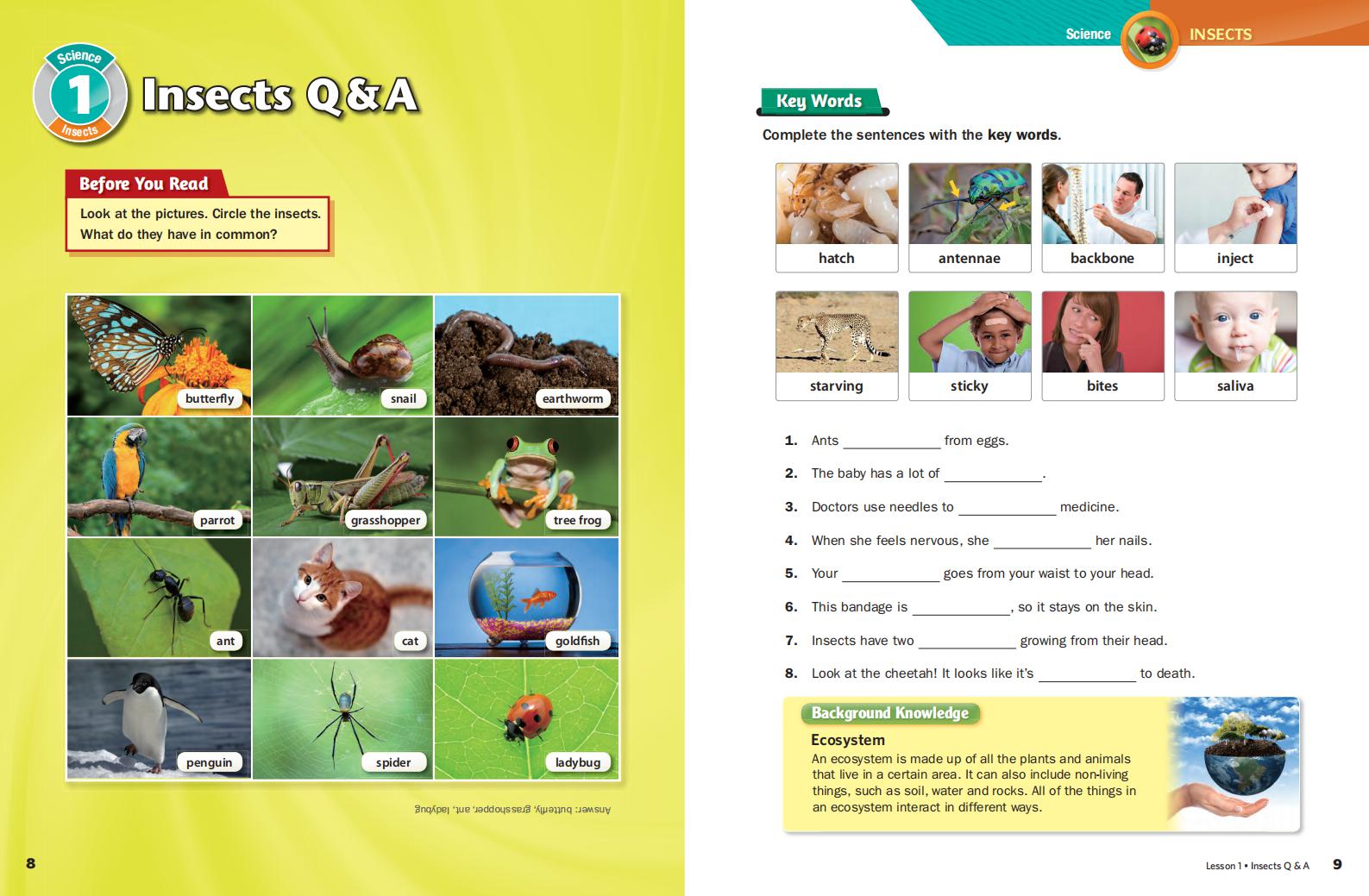 《Subject Link Level 6》NE Build & Grow Subject Link 第6级别插图2 《Subject Link Level 6》NE Build & Grow Subject Link 第6级别 - Bukids