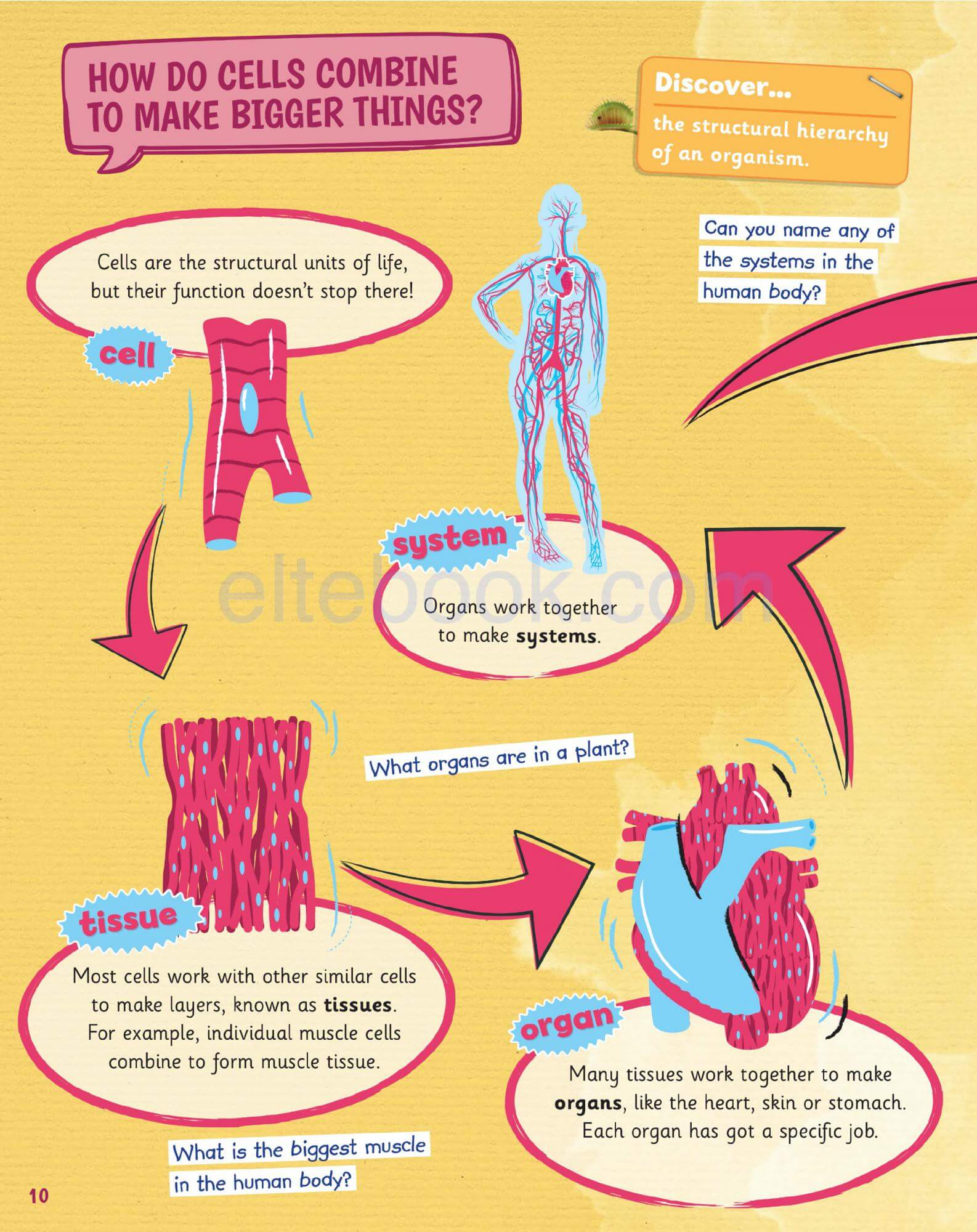 《Science Skills Level 5》剑桥Science Skills 第5级别 - Bukids