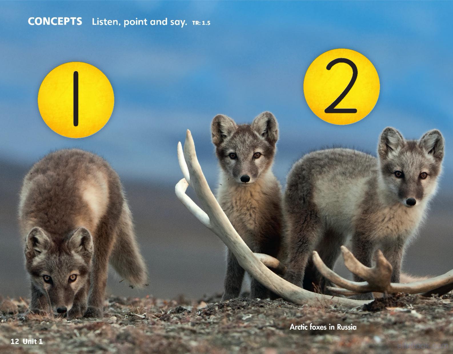 《Welcome to Our World 2nd Edition Level 1》国家地理Welcome to Our World第二版 第1级别插图5 《Welcome to Our World 2nd Edition Level 1》国家地理Welcome to Our World第二版 第1级别 - Bukids