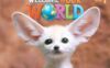 《Welcome to Our World Level 1》国家地理Welcome to Our World幼儿教材第一版 第1级别