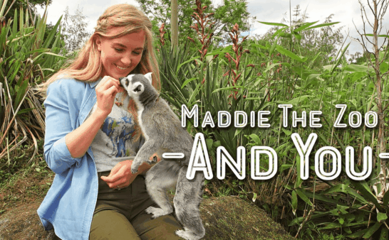 《你知道吗：动物园与你》Maddie, the Zoo and You英文版 [全6集]