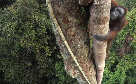 《Trailblazer Level 1》国家地理Trailblazer 第1级别