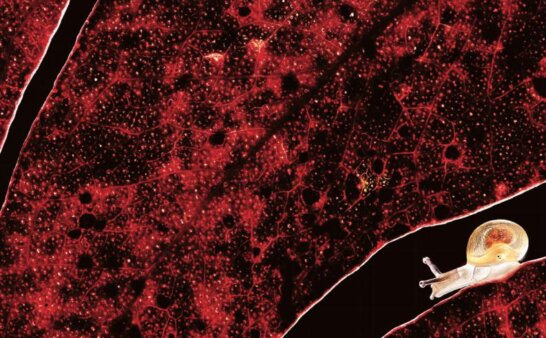 《Trailblazer Level 3》国家地理Trailblazer 第3级别