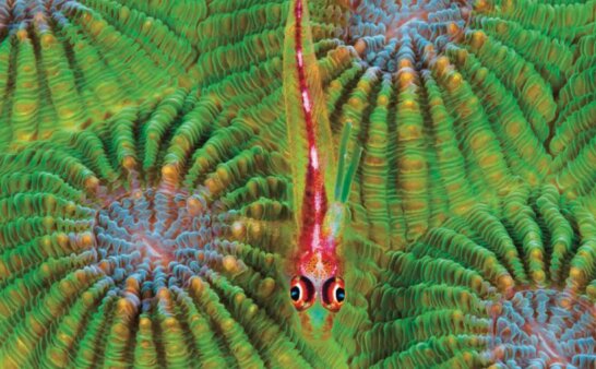 《Trailblazer Level 4》国家地理Trailblazer 第4级别