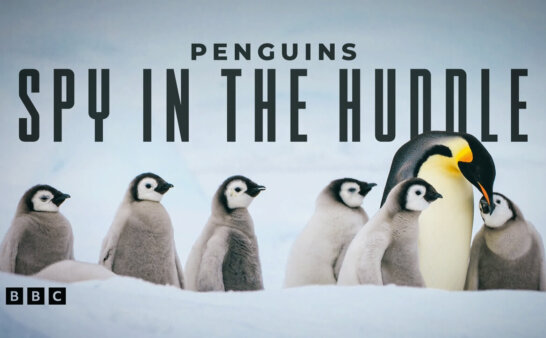 《企鹅群里有特务》Penguins: Spy in the Huddle英文版 [全3集]