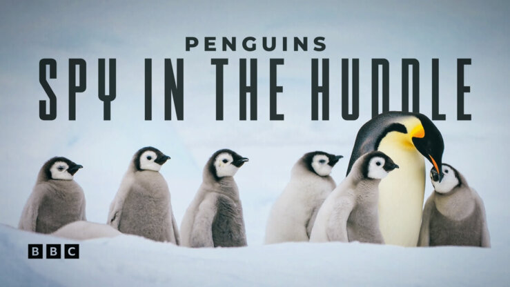 《企鹅群里有特务》Penguins: Spy in the Huddle英文版 [全3集]