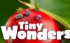《小奇迹》Tiny Wonders英文版 第二季 [全10集]