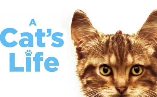 《我和喵喵的冒险旅行》A Cat's Life英文版 [2023年]