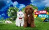 《牛奶与巧克力》Mittens and Pants英文版 第二季 [全42集]