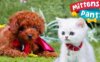 《牛奶与巧克力》Mittens and Pants英文版 第三季 [全44集]